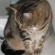 Flea Baths-An Important Part of Your Cat's Grooming Regime