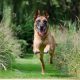 Useful Dog Obedience Training Tips