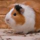 Making Sure Your Pet Guinea Pig is Properly Groomed