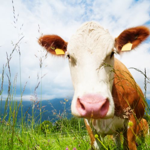 Cow