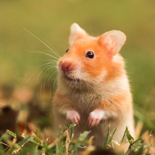 Hamster