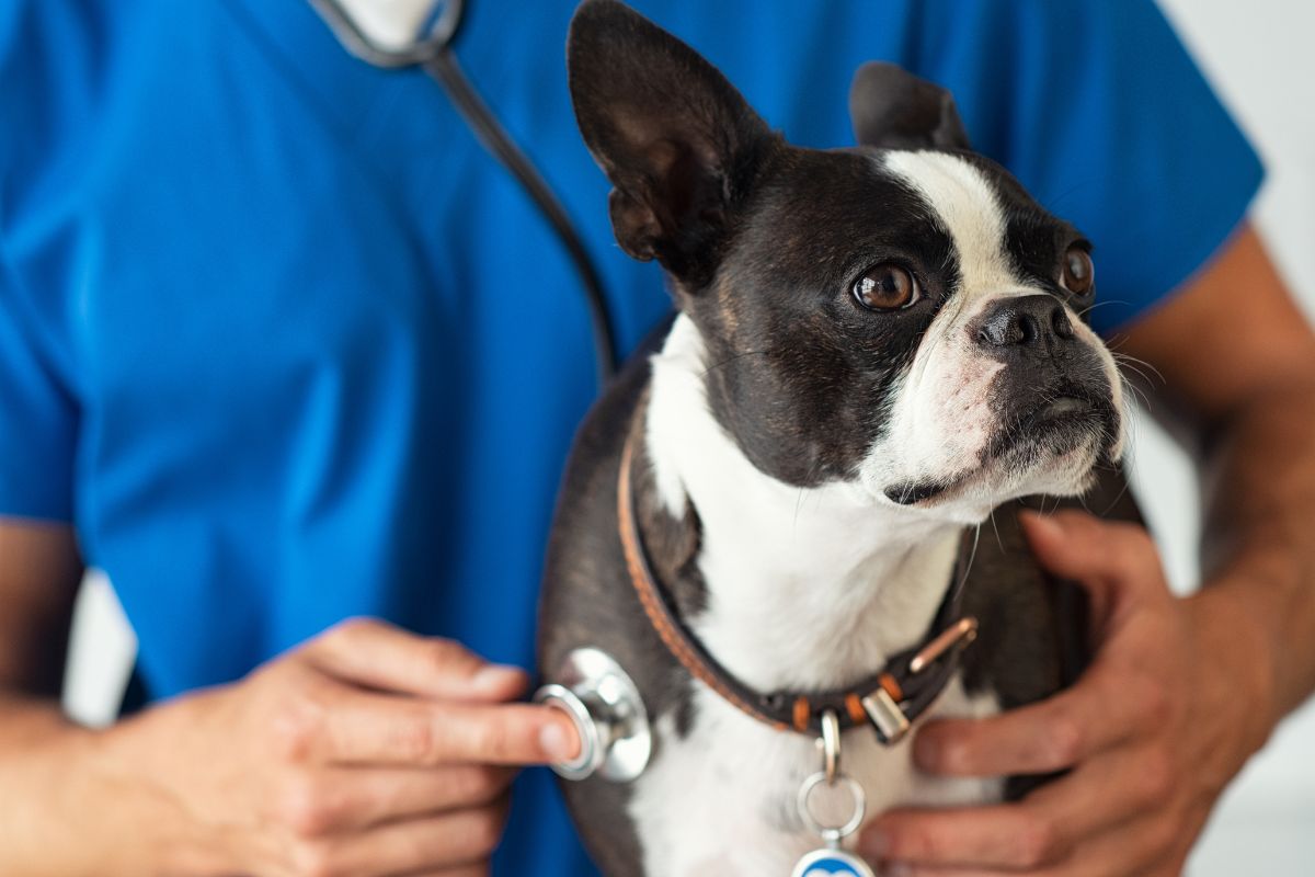 Pet Health Exams