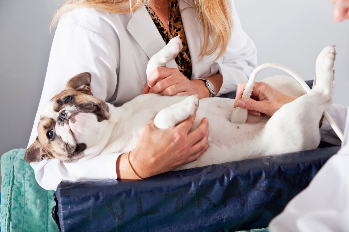 Pet Ultrasound