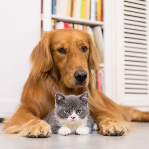 cat and dog resting together