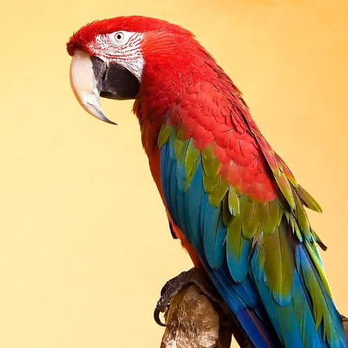 parrot