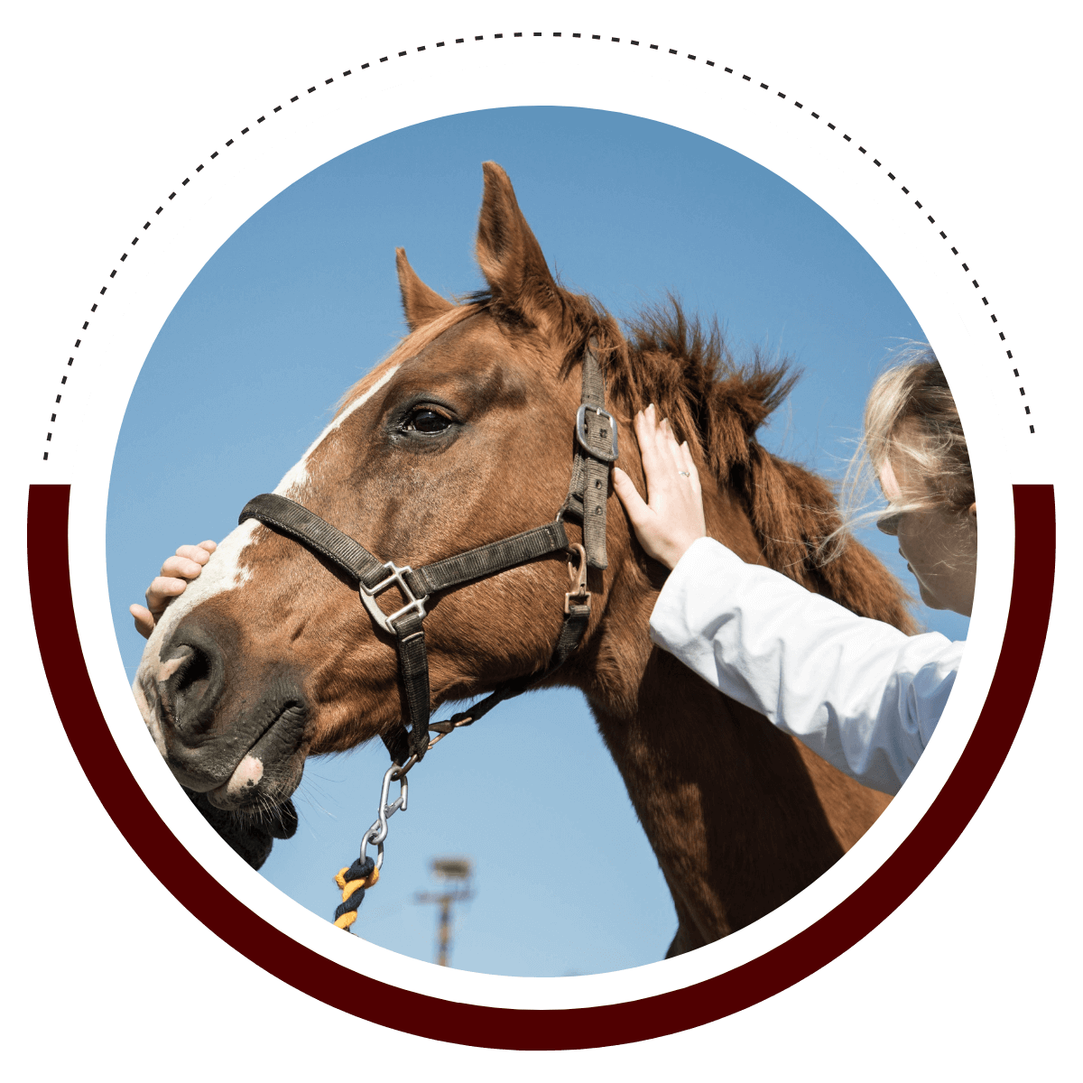 vet examine horse