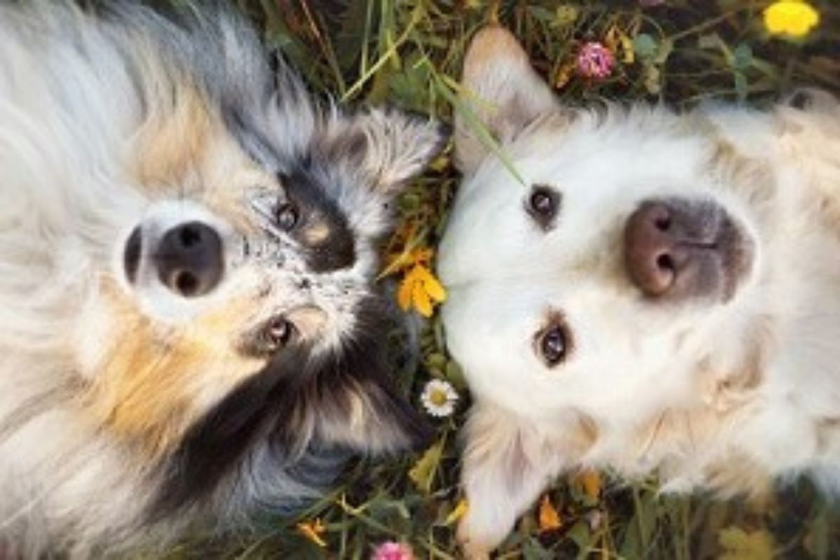 Two dogs lying comfortably on the grass