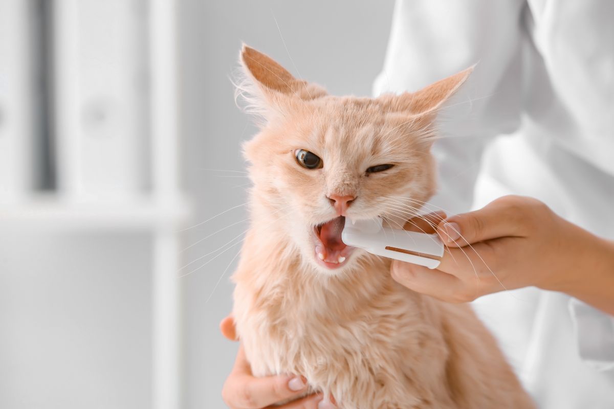 cat receives a dental cleaning