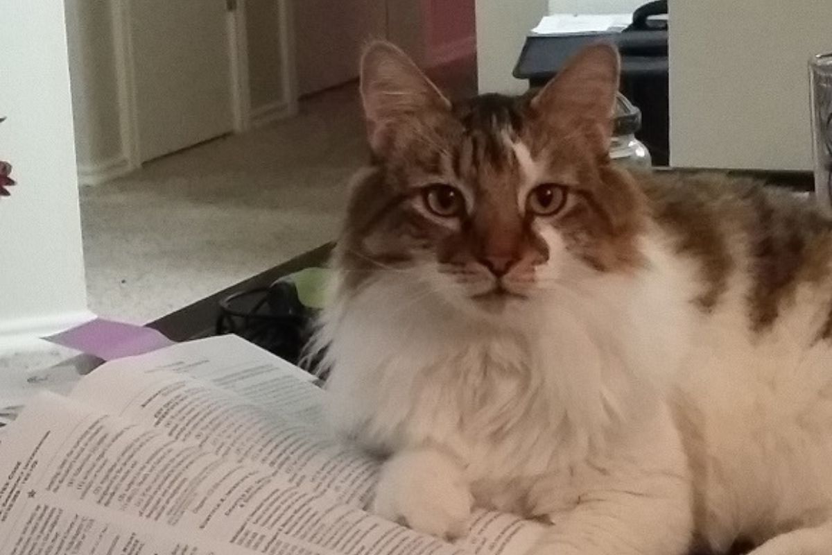 cat sitting on a book placed on a desk