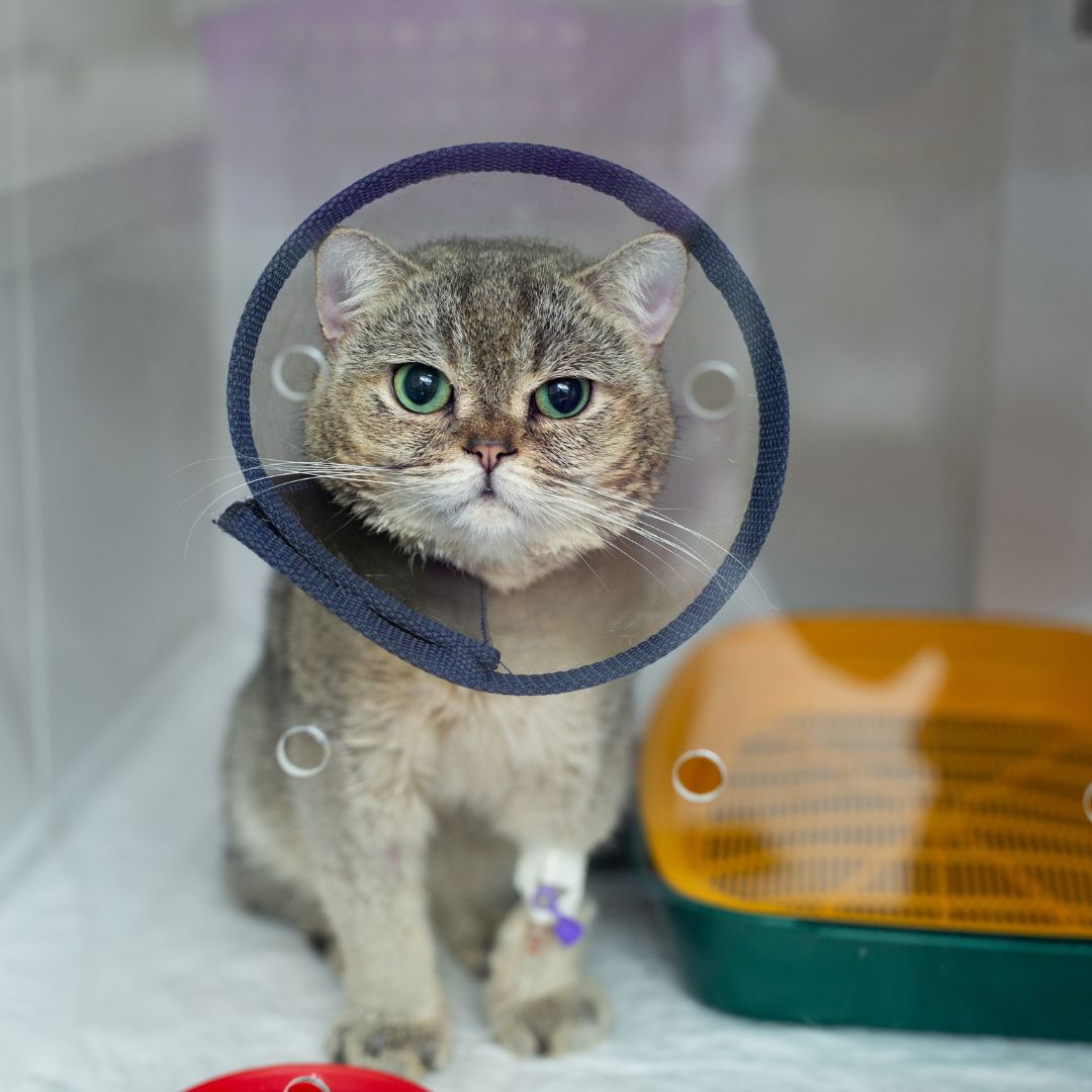 cat wearing a cone sits inside a cage