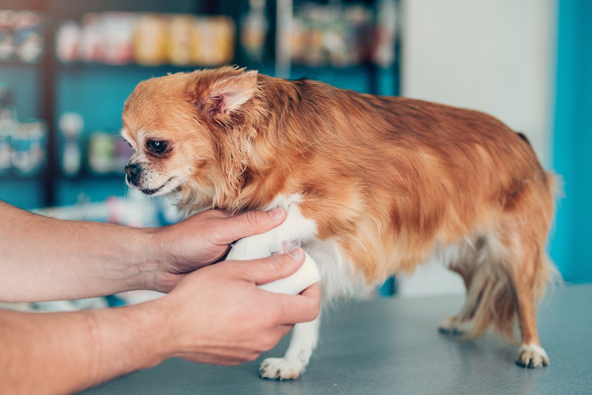 dog receiving injured leg treatment