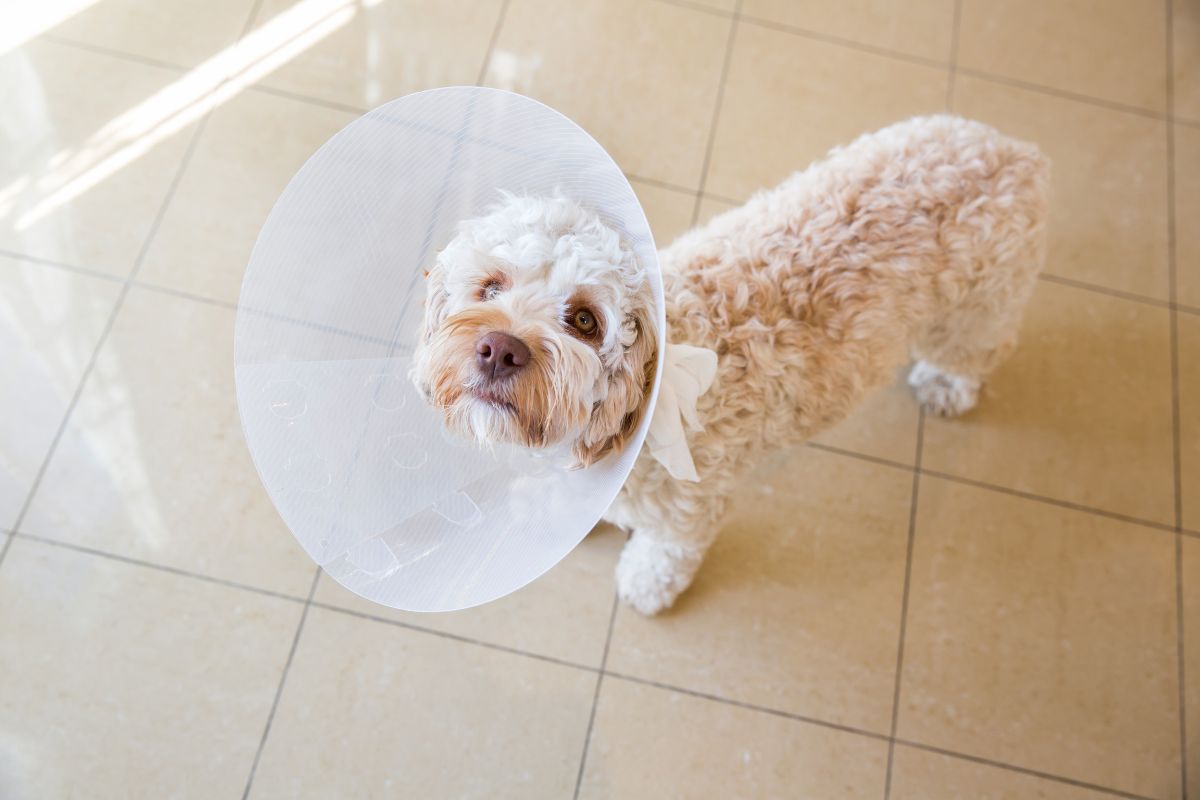 dog wearing a protective cone