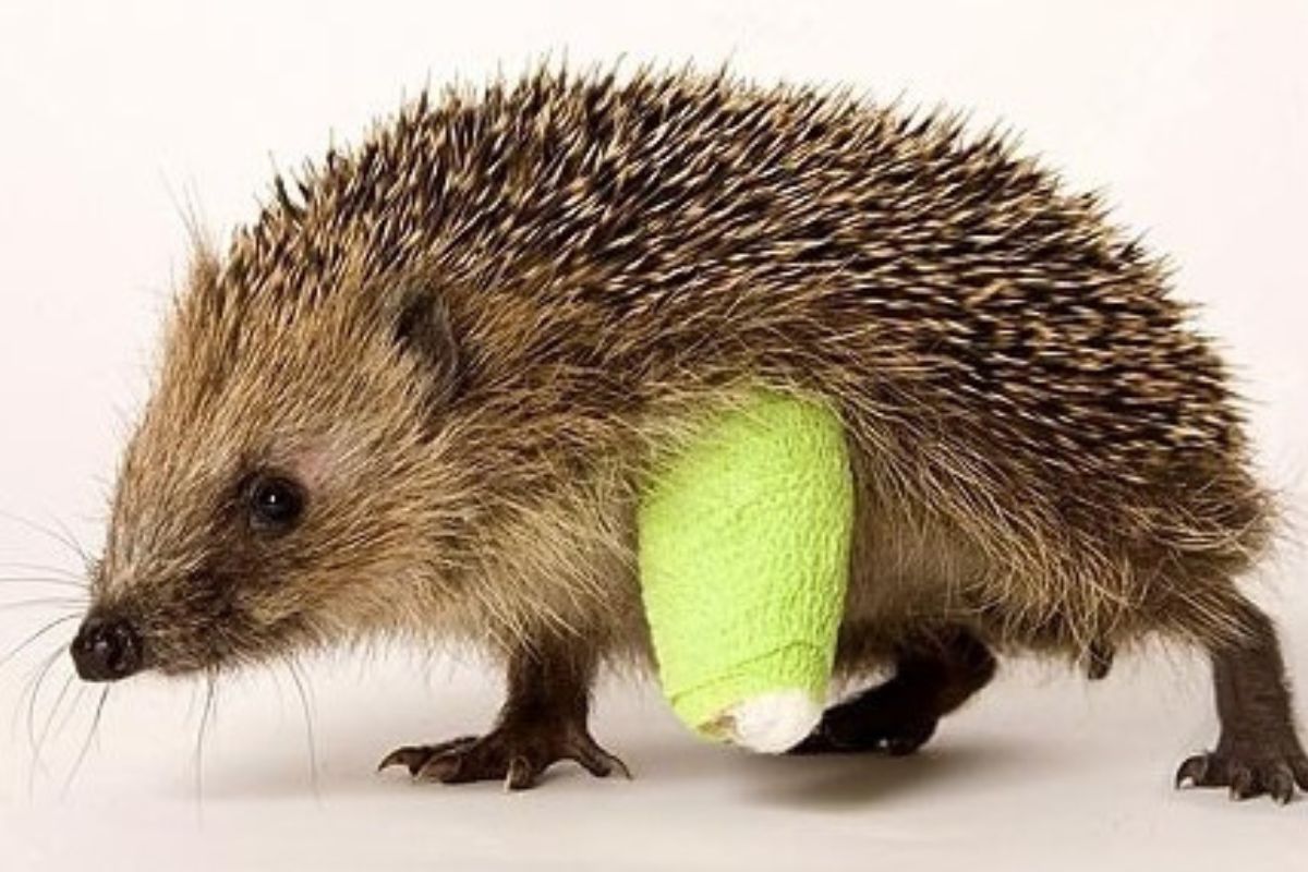 hedgehog with a bandage on its leg