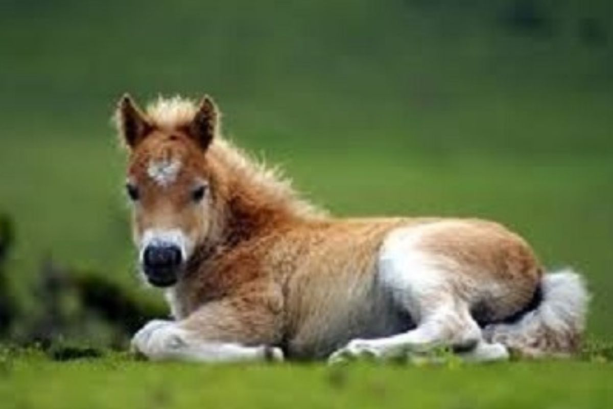 horse reclines on the lush grass