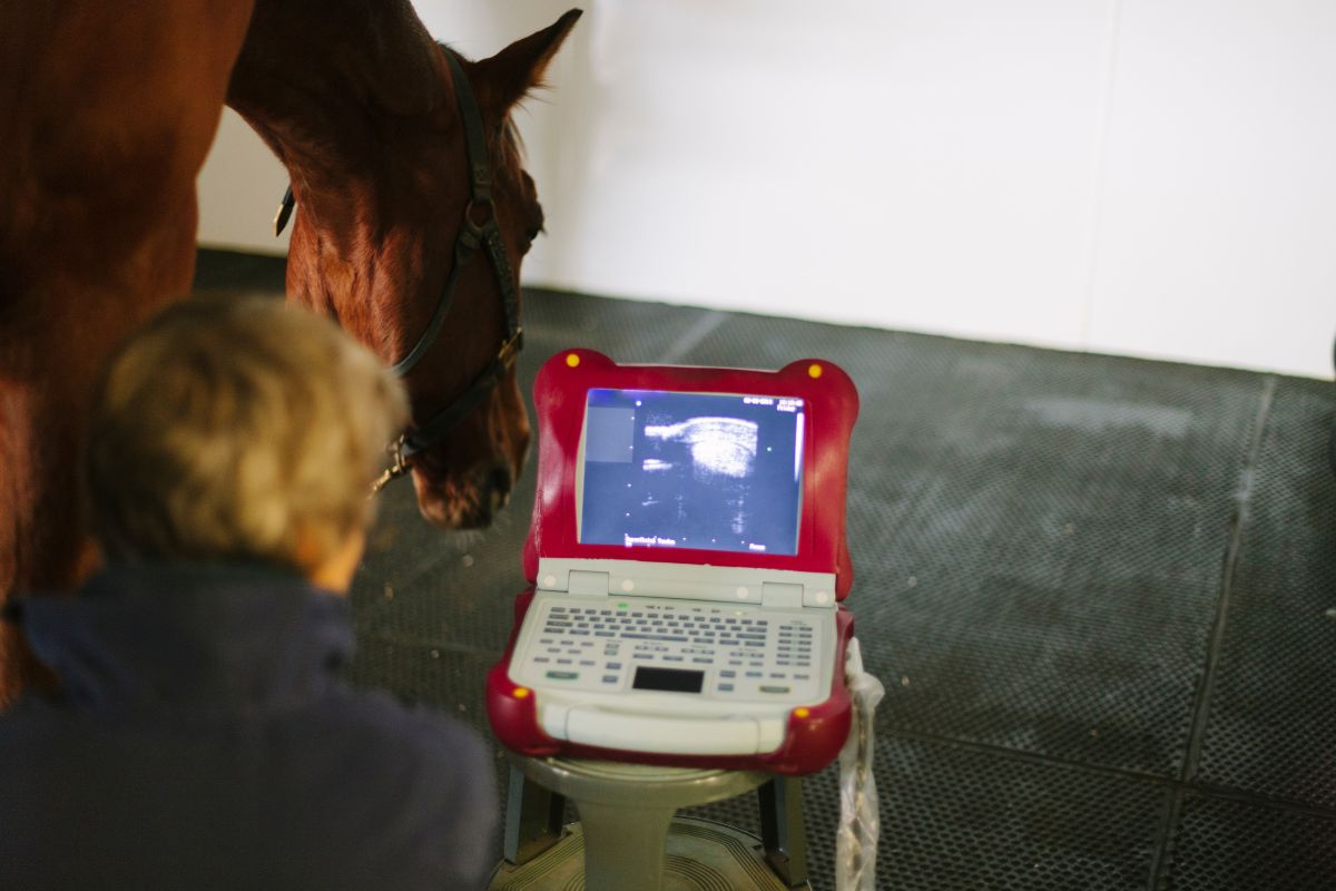 horse ultrasound exam