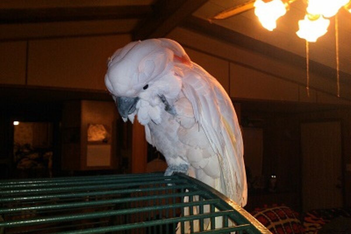 parrot resting on a cage