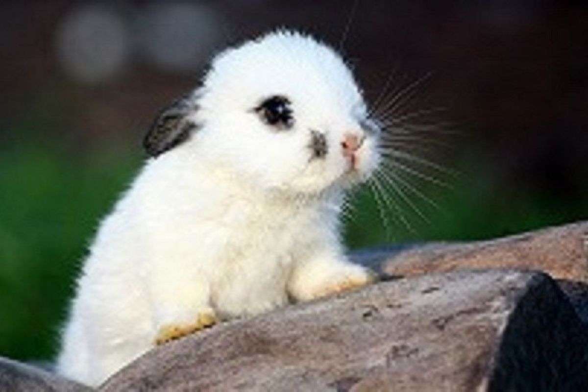 white rabbit perched on a rock